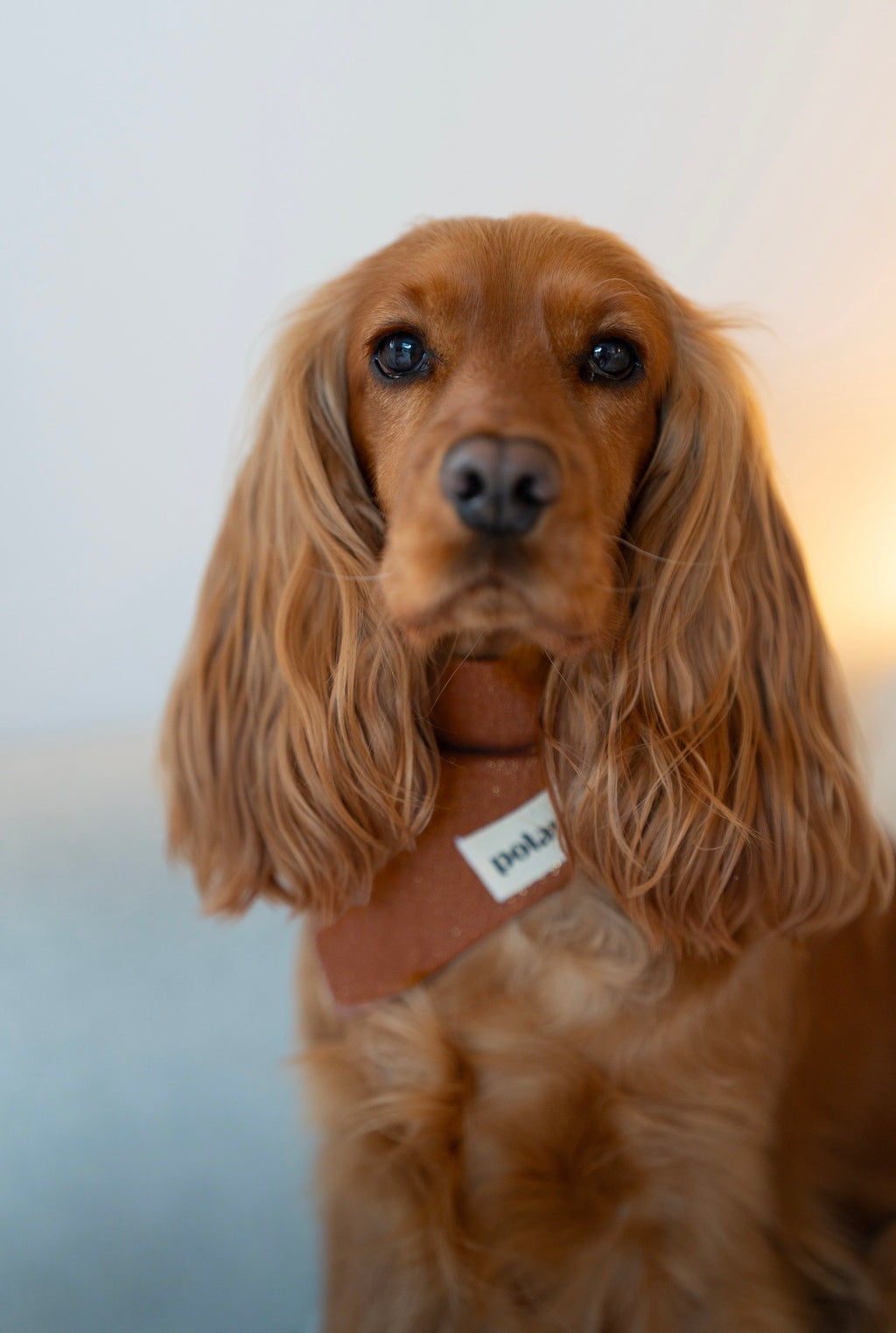 Bandana Palo Santo 🕯️