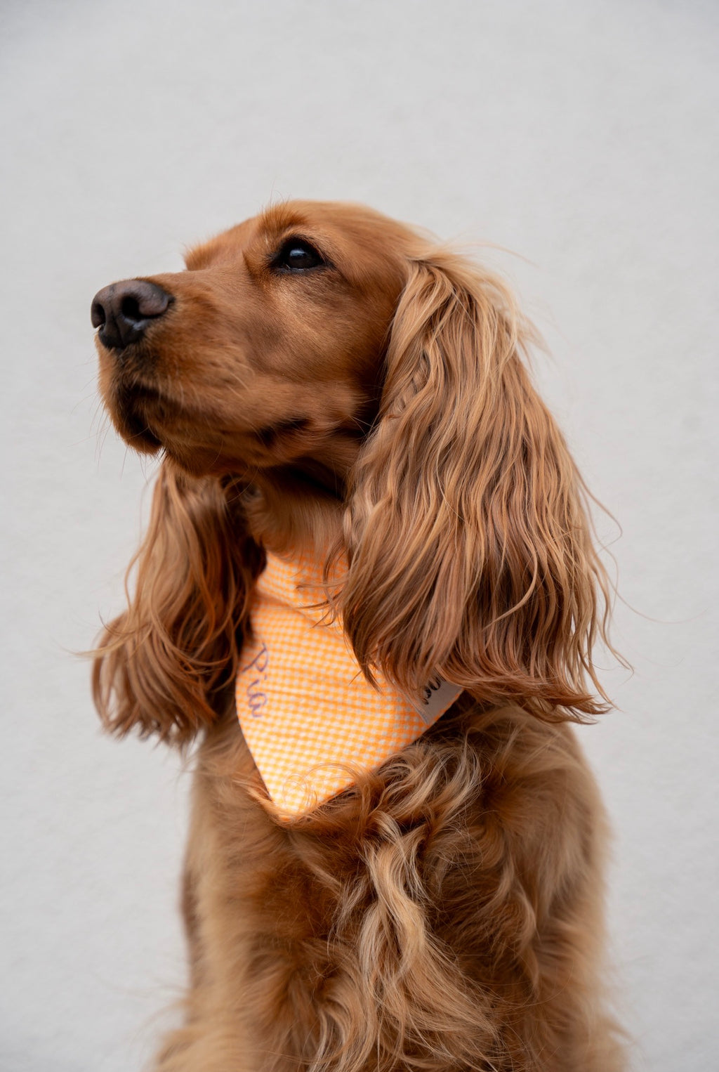 Bandana Spritz 🍊