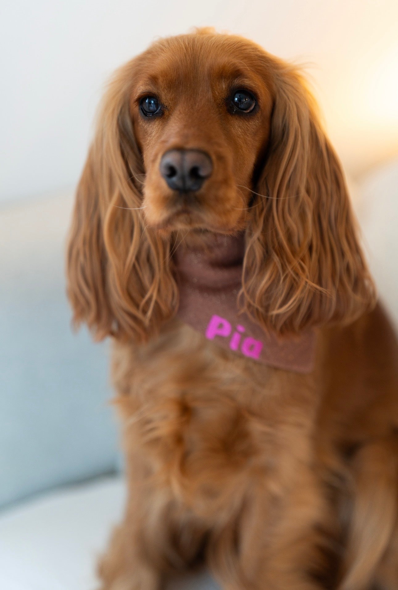 Bandana Palo Santo 🕯️