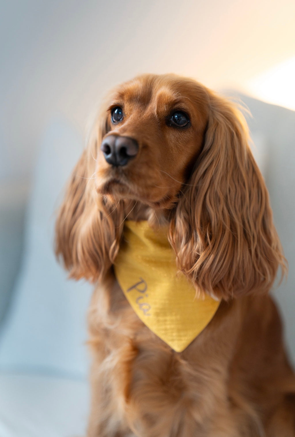 Bandana Quartz Solar 🌞