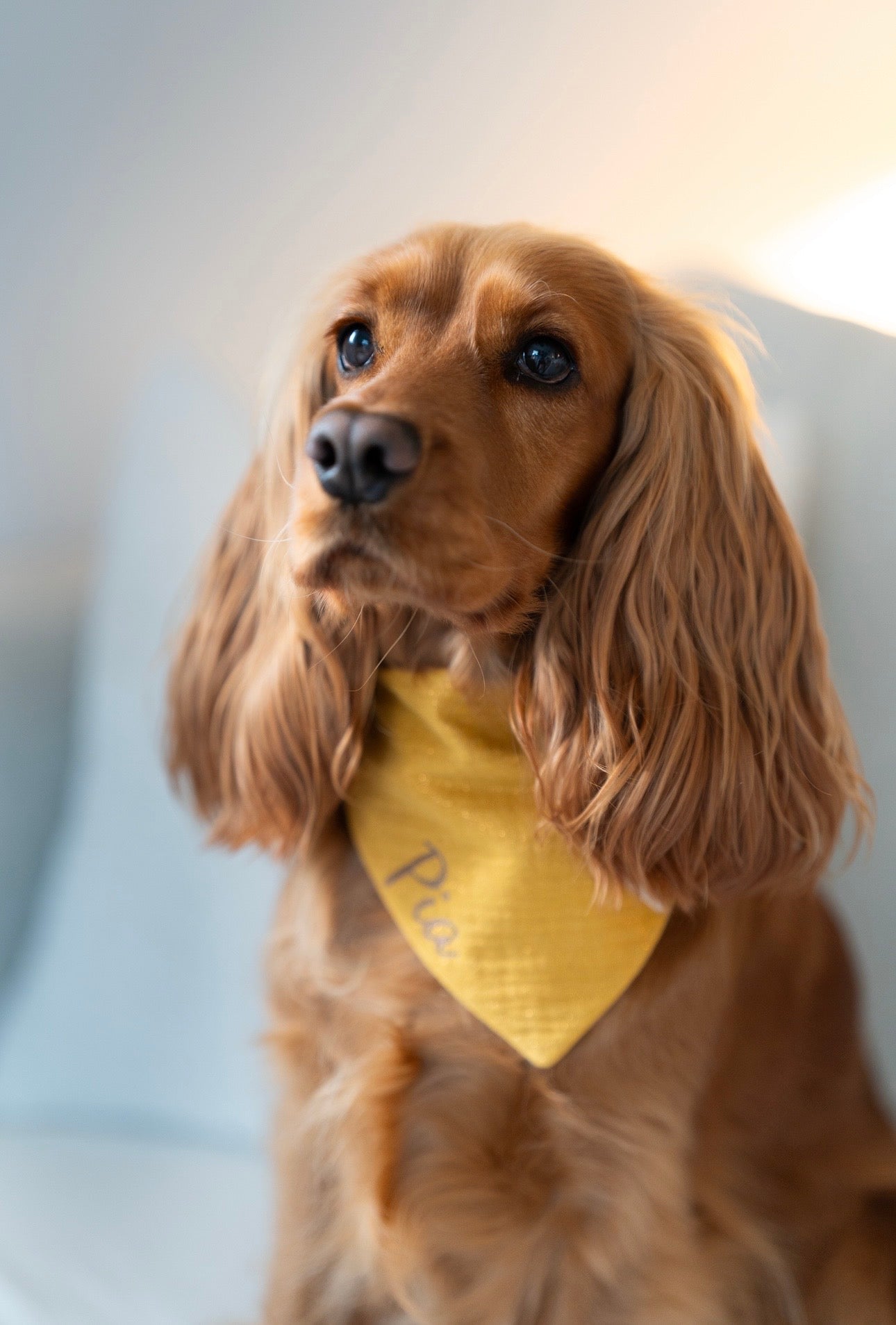 Bandana Quartz Solar 🌞