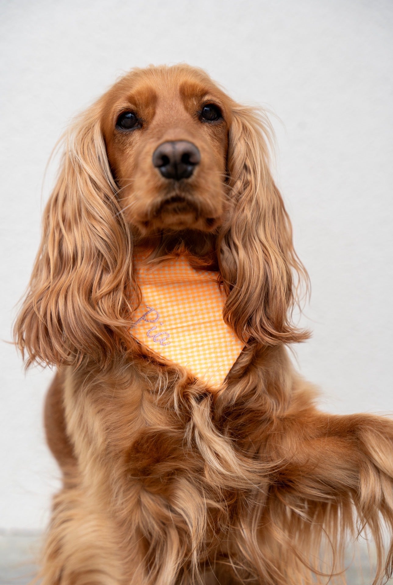 Bandana Spritz 🍊