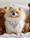 Bandana Teddy 🧸
