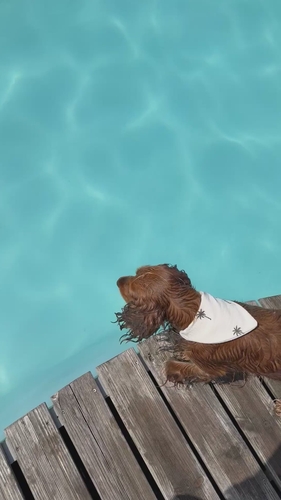 Bandana Piña Colada 🌴